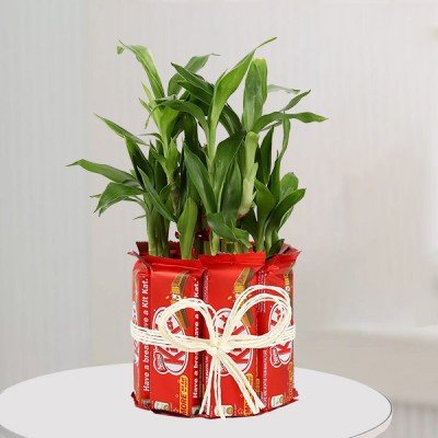 Karwa Chauth Plants Gifts Online Delivery