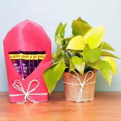 Onine plants delivery