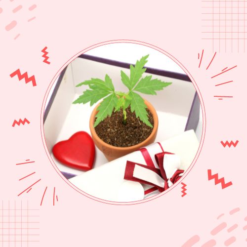 Birthday plants online delivery
