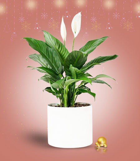 Christmas Plants Online