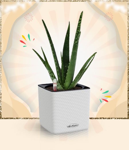 New Year 2025 Plants Online